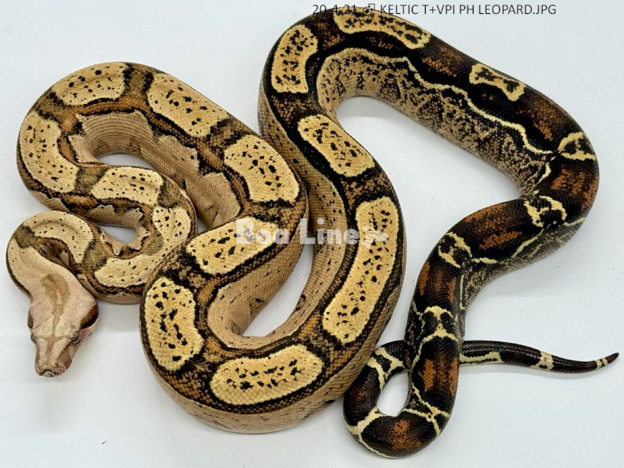 KELTIC T+VPI PH LEOPRAD